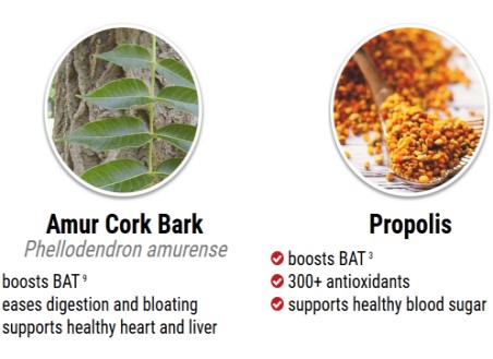 amur-cork-bark-propolis-good-fat-boosters